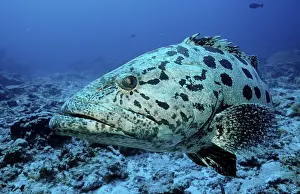 Potato Grouper (Epinephelus tukula)