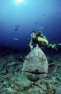Potato grouper and scuba diver Epinephelus tukula