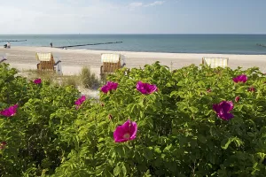 Potato roses, beach chairs, beach