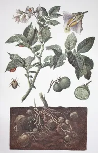 Potato (Solanum tuberosum), Potato plant