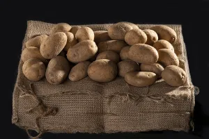 Potatoes lying on a sack, still life