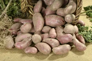 Potatoes (Solanum tuberosum), variety Red Emalie