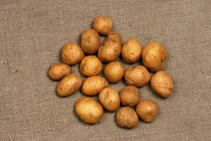 Potatoes on tabletop, India