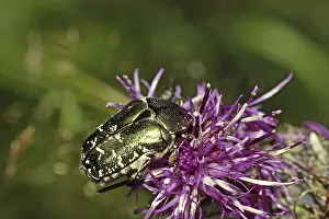 Potosia cuprea (= Protaetia cuprea)
