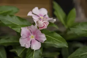 Potted plant (Catharanthus roseus)