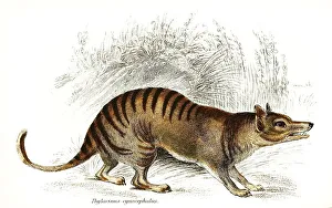 Pouched (marsupialia) wolf, also Tasmanian wolf (Thylacinus cynocephalus)