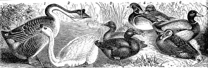 Poultry, Mute goose, Cayuga duck