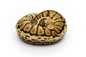 Powerball Ball Python or Royal Python (Python regius)