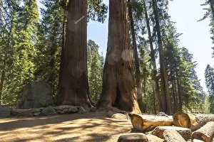 Powerful ancient giant sequoia trees reaching high into the bright blue sky