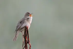 Powerful-voiced native songbird