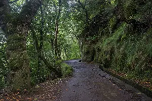 PR11 Vereda dos Balcoes hiking trail through laurel forest to the Miradouro Balcoes viewpoint