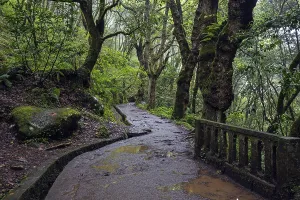PR11 Vereda dos Balcoes hiking trail through laurel forest to the Miradouro Balcoes viewpoint