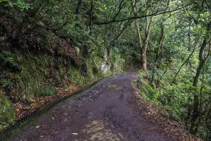 PR11 Vereda dos Balcoes hiking trail through laurel forest to the Miradouro Balcoes viewpoint