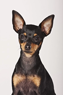 Prague Ratter, sitting, portrait