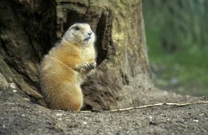 Prairie dog