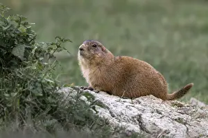 Prairie Dog (Cynomys ludovicianus)