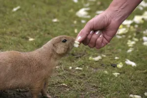Prairie dog feeding trial