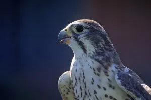 Prairie falcon (Falco mexicanus)