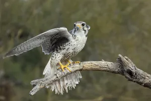 Prairie Falcon Falco mexicanus Arizona-Sonora Desert Museum