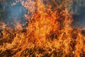 Prairie fire. Dry grass blazes among bushes