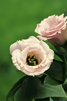 Prairie gentian, Lisianthius, Eustoma