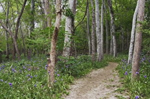 Prairie Spiderwort (Tradescantia occidentalis)