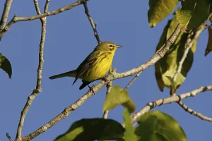 Prairie Warbler (Dendroica discolor)