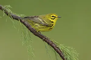 Prairie Warbler (Setophaga discolor)