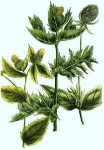 Pratensis meadow thistle and wild card (Dipsacus) (Dipsacus fullonum) Dipsacus pratensis meadow thistle and wild card