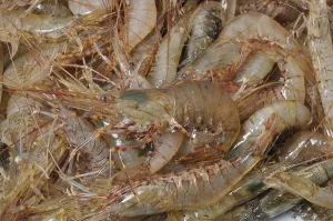 Prawn Shrimp