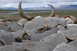 Prayer stones along the Kailash Kora pilgrimage trail