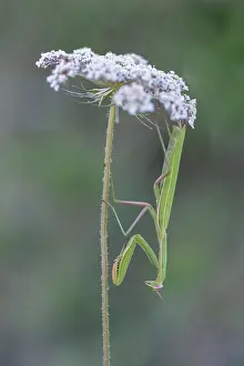 Praying mantis, Dalmatia (Mantis religiosa)