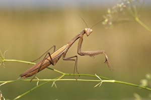 Praying Mantis (Mantis religiosa)