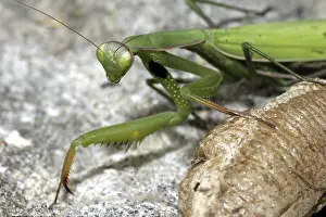 Praying mantis (Mantis religiosa)