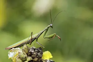 Praying mantis (Mantis religiosa)