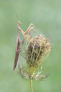 Category Wildlife DE Prints: Praying mantis (Mantis religiosa)