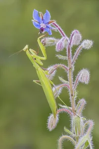 Category Wildlife DE Prints: Praying mantis (Mantis religiosa)