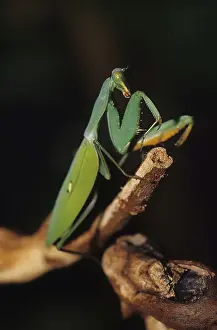 Praying mantis (Mantodea)