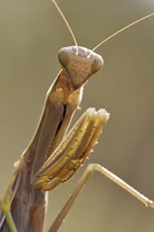 A praying mantis in its natural environment
