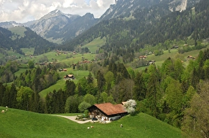 Pre-alpine landscape of the Simmental with Swiss farm yard