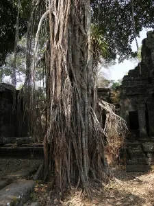 Preah Khan Temple, Siem Reap Province