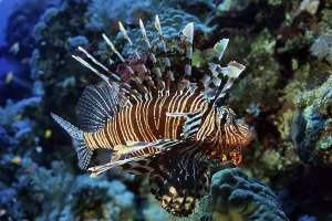 Predator Common lionfish (Pterois miles)