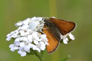 Predator and prey, goldenrod crab spider (Misumena vatia) with essex skippers (Thymelicus lineola) on a flower