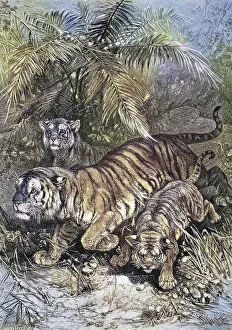 Predators, Tiger, tigress with cubs