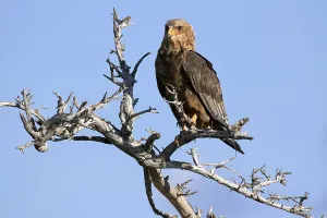 Predatory eagle perched on a tree in Etosh National Park