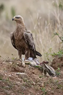 Predatory eagle or savanna eagle (Aquila rapax)
