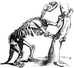 Prehistoric skeleton of a giant sloth, reptile, habitat in North America, occurrence up to the Pleistocene, mammal, palaeontology, tree, side view, skeleton, bones, evolution, biology, head, tail, historical illustration 1880