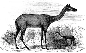 Prehistoric Xiphodon gracile, after Georges Cuvier, extinct mammal, lived in the Palaeogene, palaeontology, biology, evolution, historical illustration 1880
