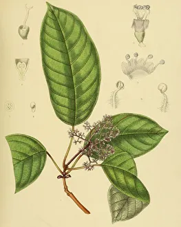 Premna purpurascens, native to Southeast Asia