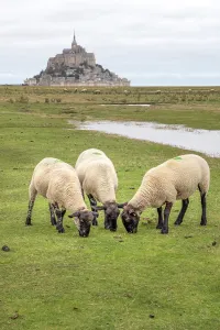 The Pres-sales du Mont Saint-Michel PDO Grevin lambs grazing on the polders with Mont-Saint-Michel as